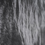 Mustang by Nathan Larson a Hand Embellished Framed Art Print Matted under Glass White Cliff Studio