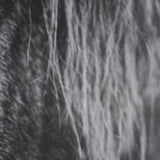 Mustang by Nathan Larson a Hand Embellished Framed Art Print Matted under Glass White Cliff Studio