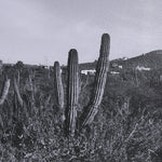 On The Ranch Cactus I by Norm Stelfox Hand Embelished Textured Framed Art Print Matted under Glass White Cliff Studio Landscape