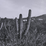 On The Ranch Cactus I by Norm Stelfox Hand Embelished Textured Framed Art Print Matted under Glass White Cliff Studio Landscape