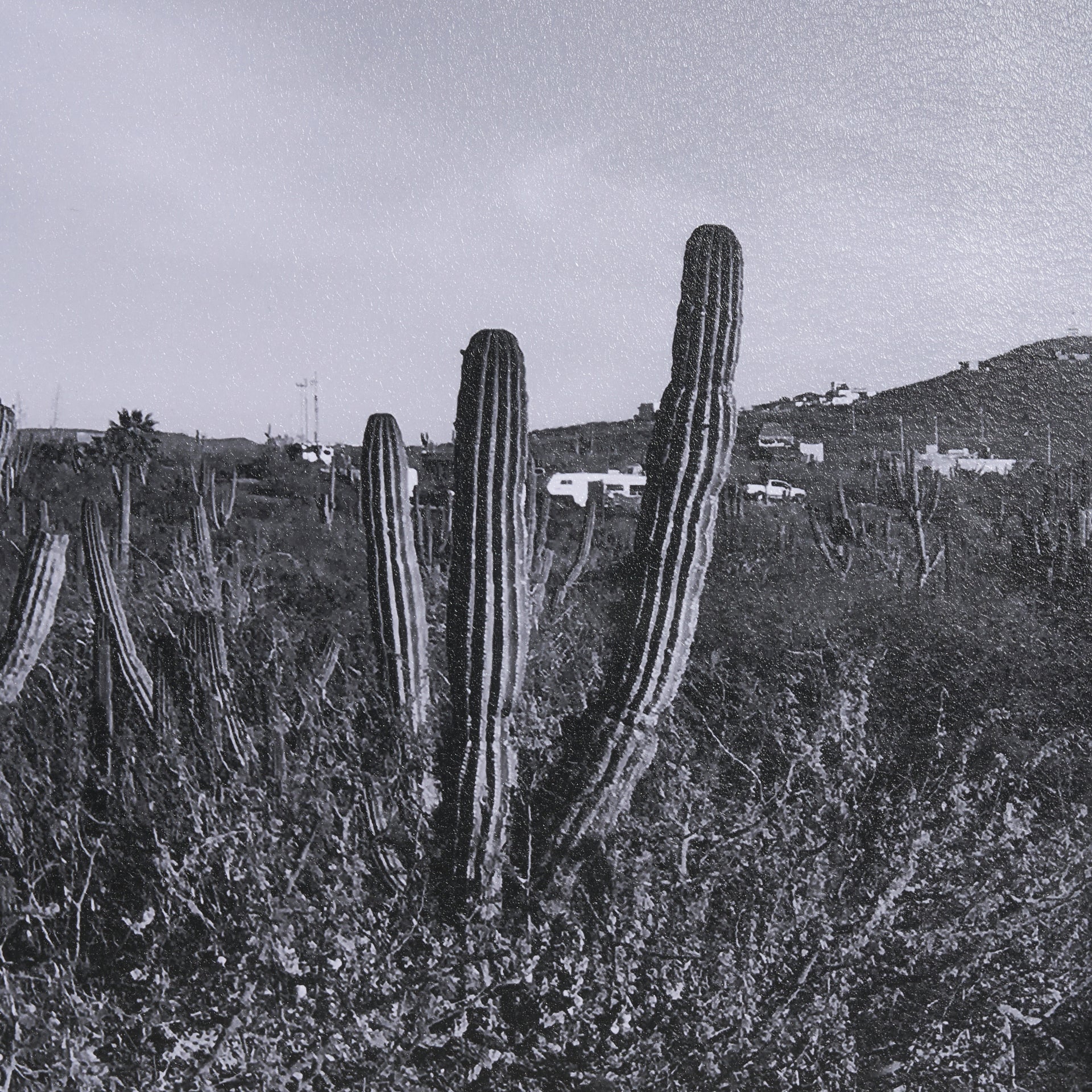 On The Ranch Cactus I by Norm Stelfox Hand Embelished Textured Framed Art Print Matted under Glass White Cliff Studio Landscape