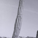 On The Ranch Cactus I by Norm Stelfox Hand Embelished Textured Framed Art Print Matted under Glass White Cliff Studio Landscape