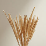 Fluffy Dried Pampas Grass