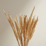 Fluffy Dried Pampas Grass