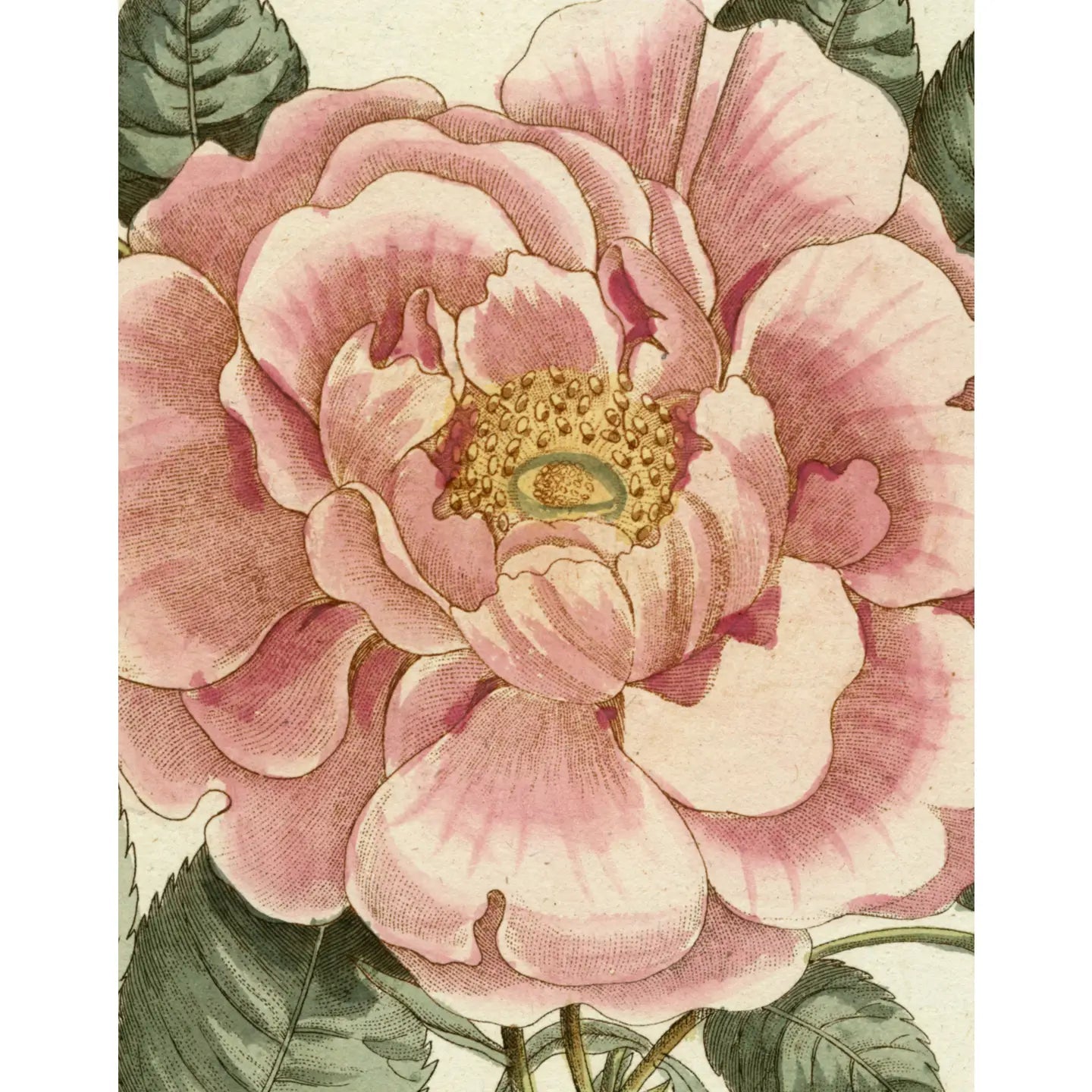 John Derian Picture Book White Cliff Studio Flora and Fauna Books