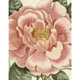 John Derian Picture Book White Cliff Studio Flora and Fauna Books