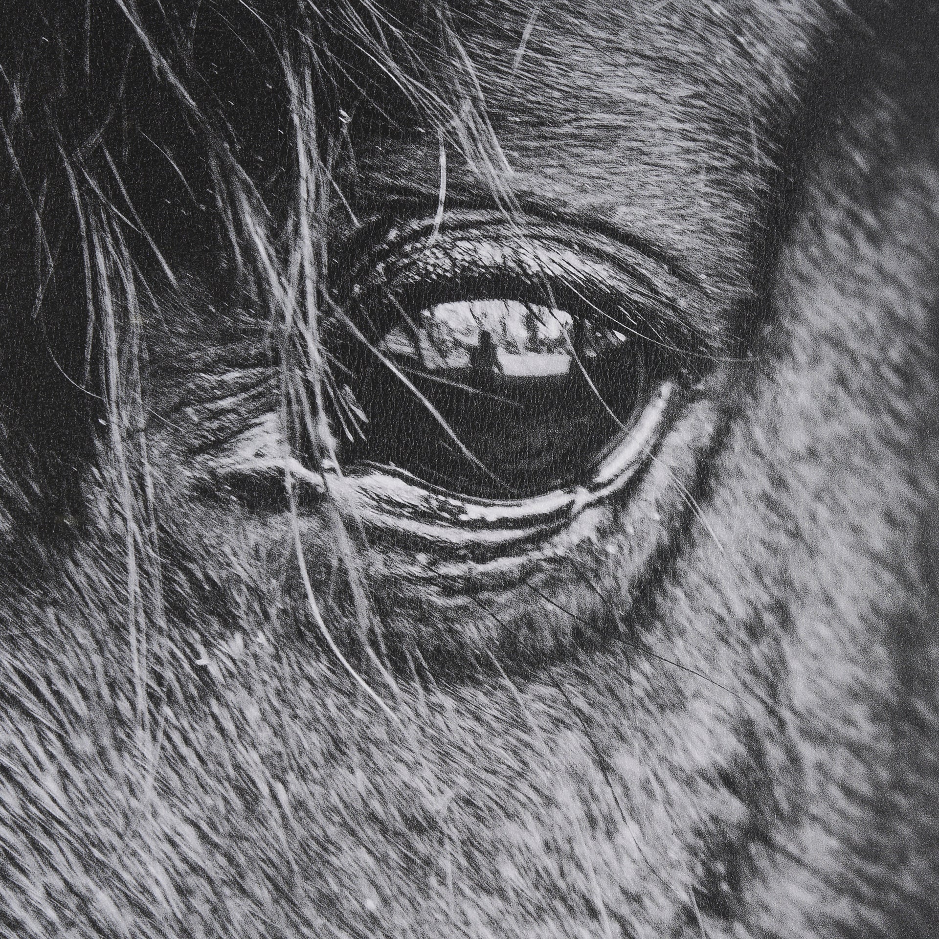 Mustang by Nathan Larson a Hand Embellished Framed Art Print Matted under Glass