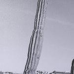 On The Ranch Cactus I by Norm Stelfox Hand Embelished Textured Framed Art Print Matted under Glass
